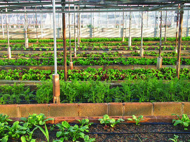 Best greenhouse