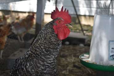 Chicken Feeders and Waterers