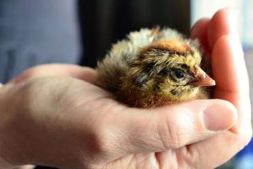Egg Incubator