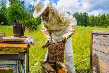 Beekeeper Suit