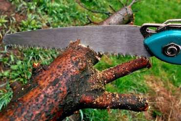 Pruning Saws