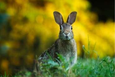Fence to Keep Rabbits Out