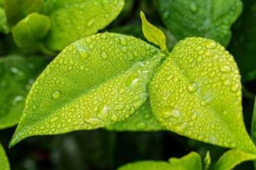 Plants